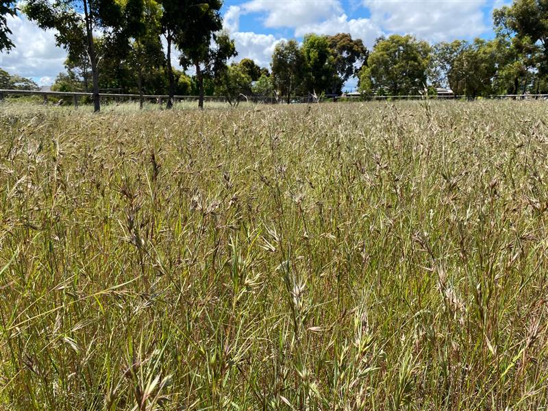 Grasslands image 1